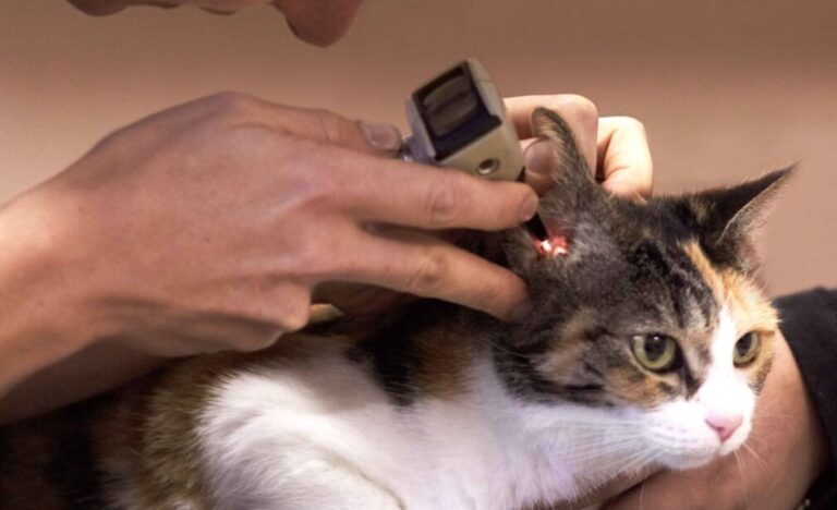 Expert Pet Emergency & Trauma Services – 24/7 Urgent Care for Your Pets