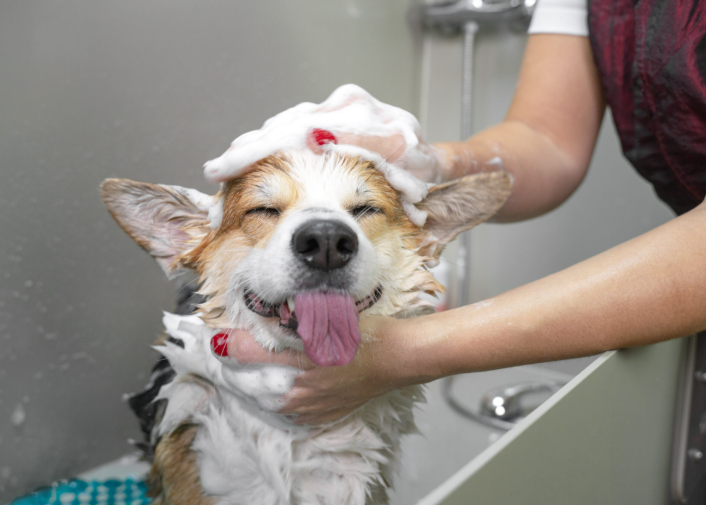 dog wash near me