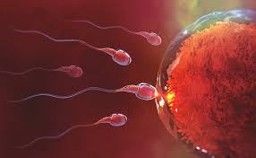 fertility