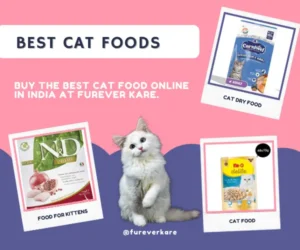 best cat food