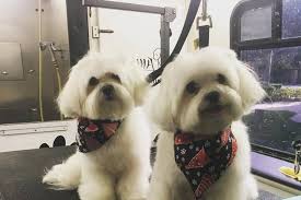 Mobile pet grooming in Riverview