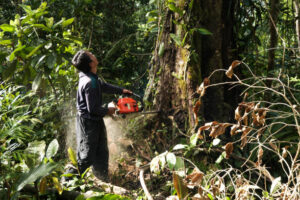 sound tree care llc