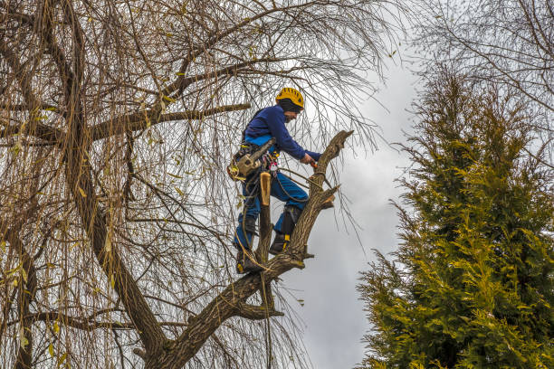 tree service detroit