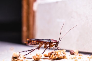 Roach control services | Perfect Pest