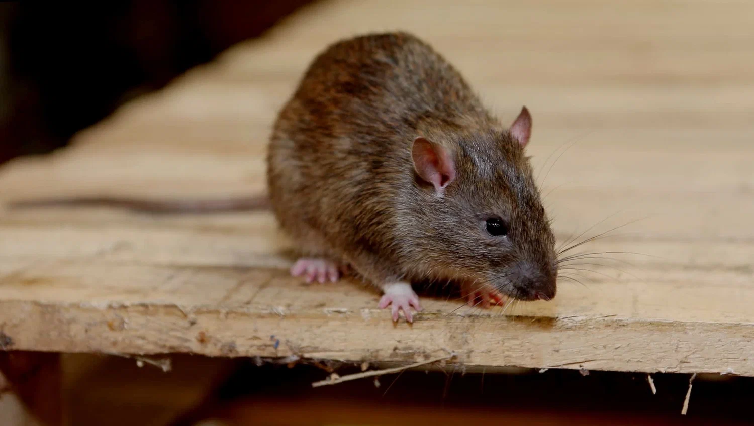 rodent control | perfect pest