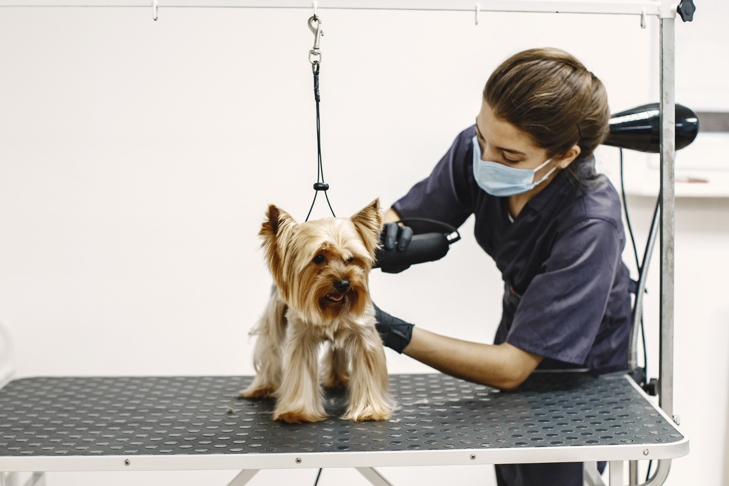 Pet Grooming West Palm Beach Fl