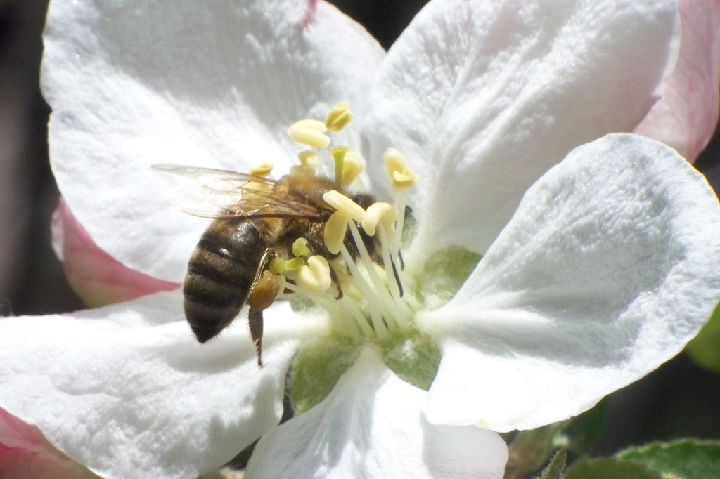 What to Do if You Discover Bees While Landscaping