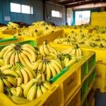 Banana Processing Plant