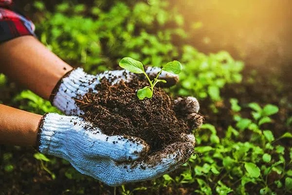 Organic Manure Manufacturing Plant