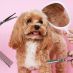 dog grooming monrovia