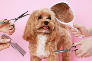 dog grooming monrovia