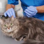 Veterinary Imaging Maryland 