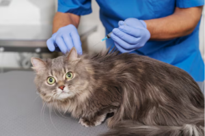 Veterinary Imaging Maryland 