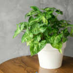 Money Plant Indoor Benefits