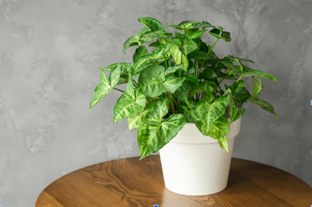 Money Plant Indoor Benefits