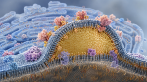 PLIN3 as a Regulator of Lipid-droplet Biogenesis